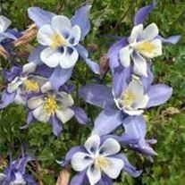 Avis de décès de Mark Anthony Barnes