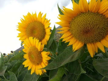 Obituario de Lori Lynn Dutch