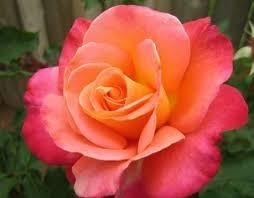 Obituary of Laura Jean Henson