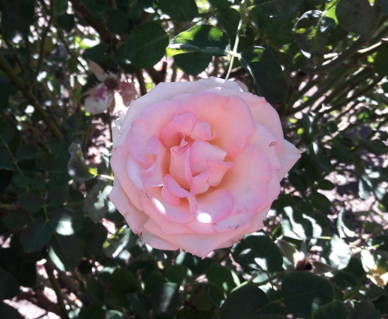 Obituary of Dolores Ruth Meyers