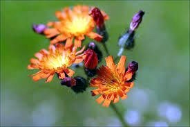 Avis de décès de Mrs. Mary Harrington