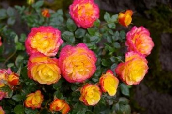 Obituary of Barbara W. Martin