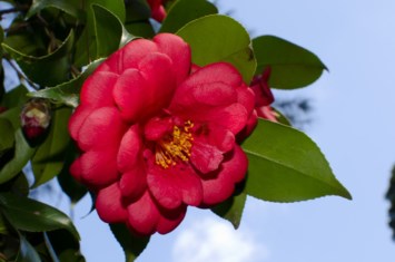 Obituary of Deborah Lynn Parr Cornelison