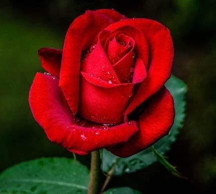 Obituary of Shun Ai Situ