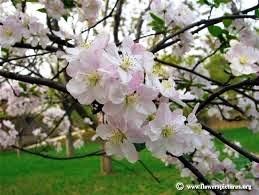 Obituary of Monica E. Seibert