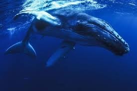 Obituary of Margaret Rose HUNT