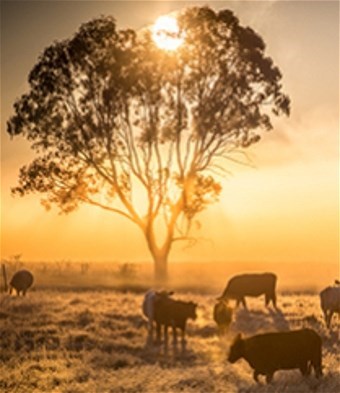 Obituary of Michael "Mike" Tachebana Kalima