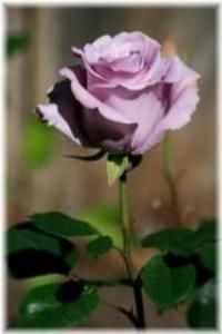 Obituary of Betty Jane Reese