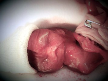 Obituary of Everleigh Elizabeth Applegate