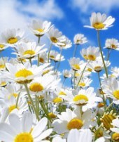 Obituary of Carolyn Dale Benton Lolley