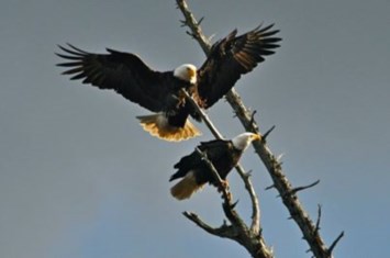 Obituary of James Wesley BROWN