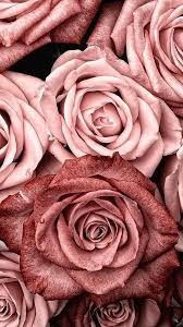Obituary of Anna Belle Dinicola