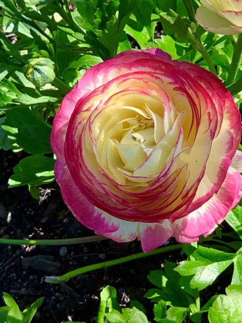 Obituary of Marian J Reeves