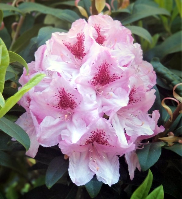 Obituary of Jane Ann Britton