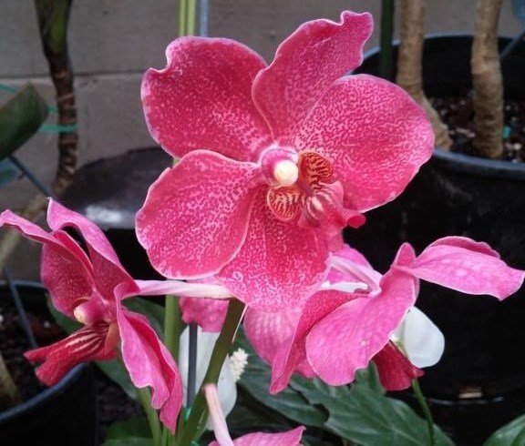 Obituary of Jennie Goo Kau