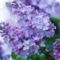 Obituary of Janet E. Popp