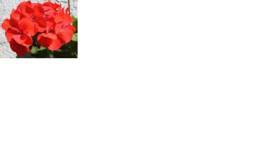 Obituary of Joe G. Nix