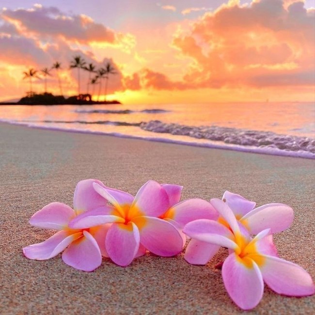 Obituario de Barbara Lee Cox