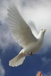 Obituary of Margaret Jean Capley