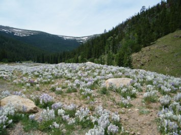 Obituary of Dorothy Anita Petty