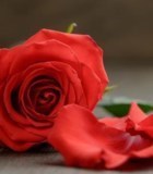 Avis de décès de Melanie Sue Janulis