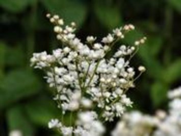 Obituary of Irene Spears