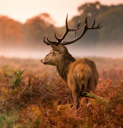 Obituary of Anthony Bo Gonzales