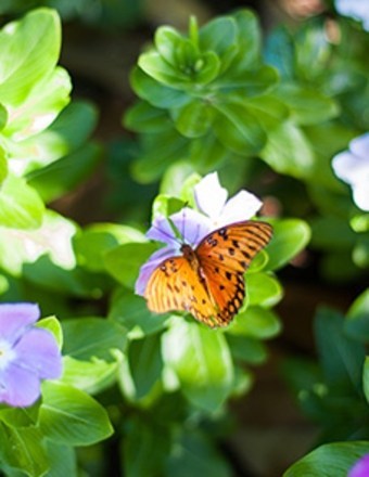 Obituary of Patricia J. McDowell