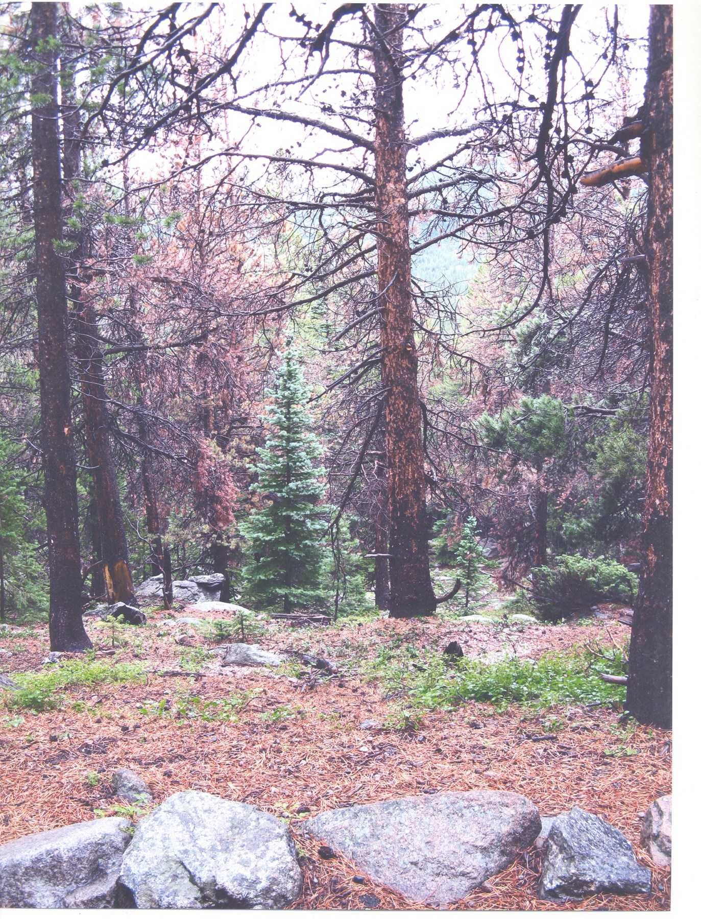 Obituary of Elaine Grassi