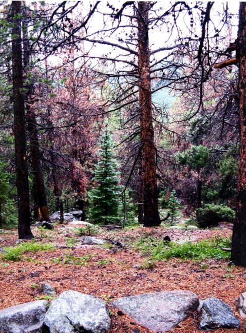 Obituary of Elaine Grassi