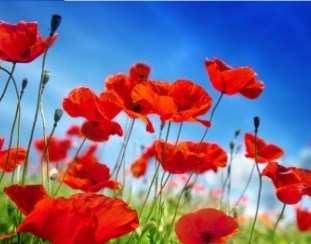 Obituary of Faye Huffine Altman