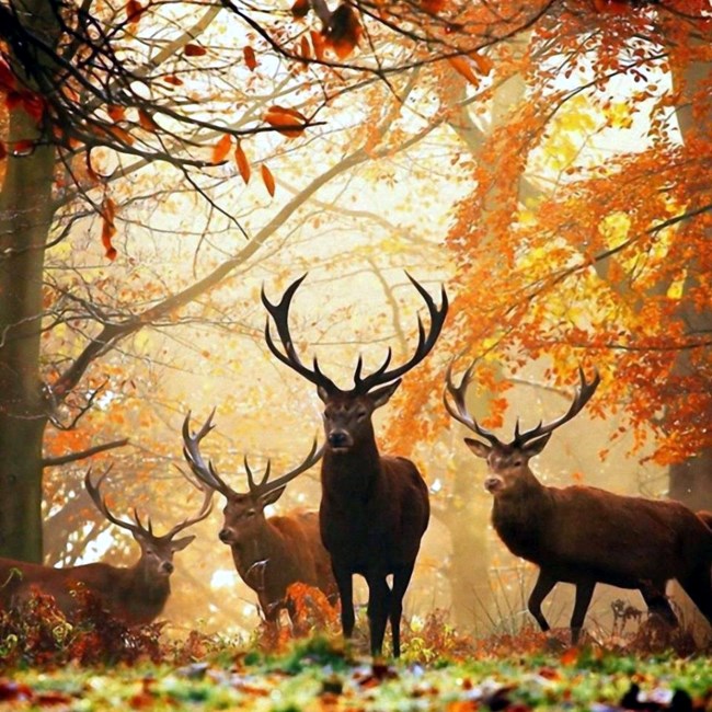 Obituary of Charles Thomas Rowe