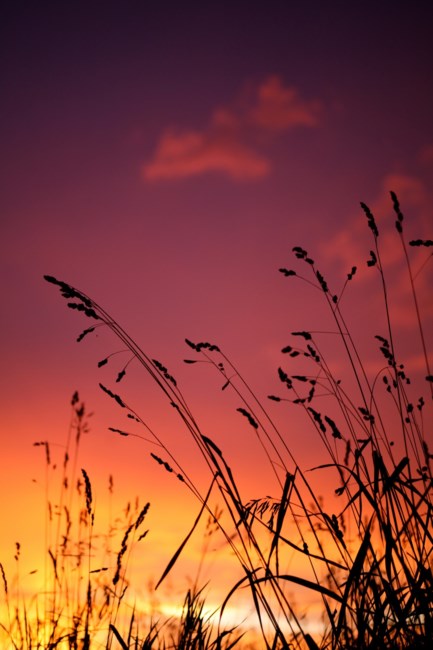 Obituary of John Charles Waller