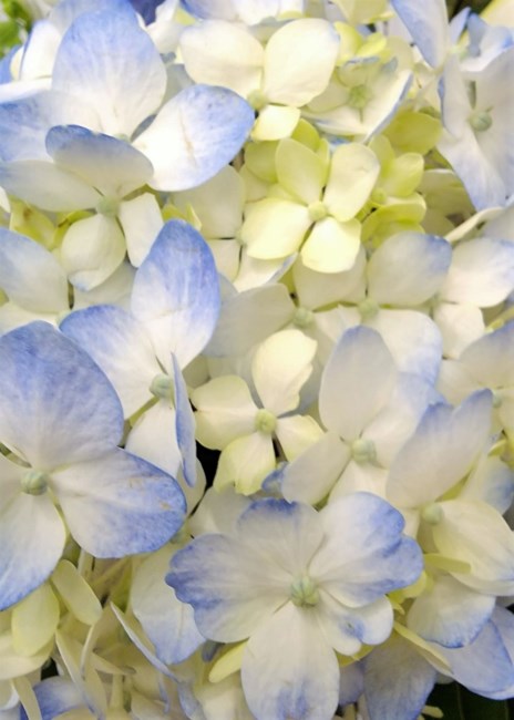 Obituary of Khanh Thi Phan