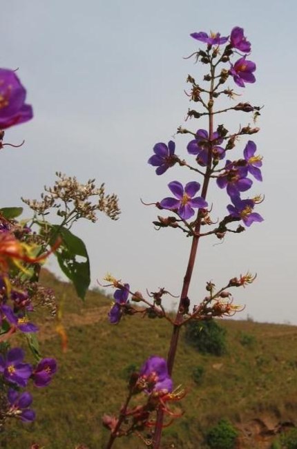 Obituary of Martha Sue Noble