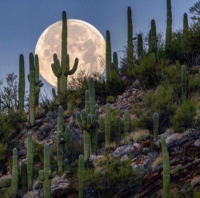 Avis de décès de Javen James Pedro