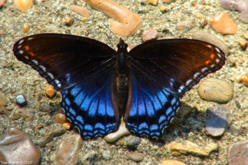 Obituary of Ralph Douglas Byrd