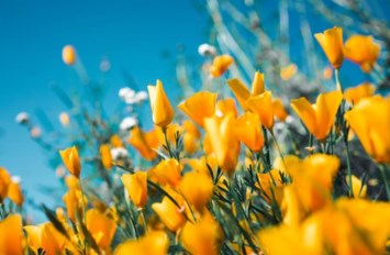 Obituary of Philip R. Byrnes