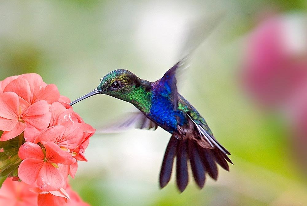 Obituary of Mary Martha Vincent