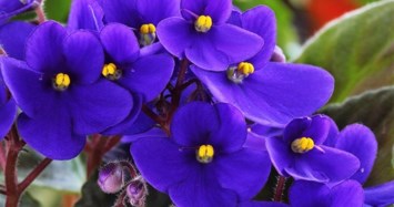 Obituary of Frances Ann Martin
