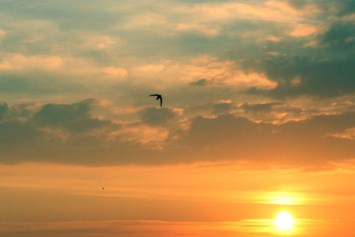 Obituary of Ronald Ralph Janelli