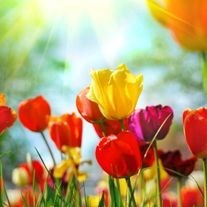 Obituary of Ora Louise Wright