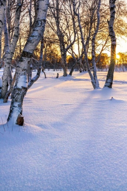 Obituary of Rosemarie Contreras