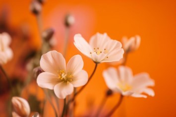 Obituary of Elsie Mae (Weber) Craig