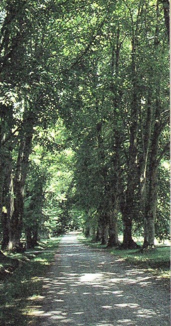 Obituary of William Ramsay