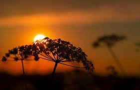 Obituary of James Harold Temple