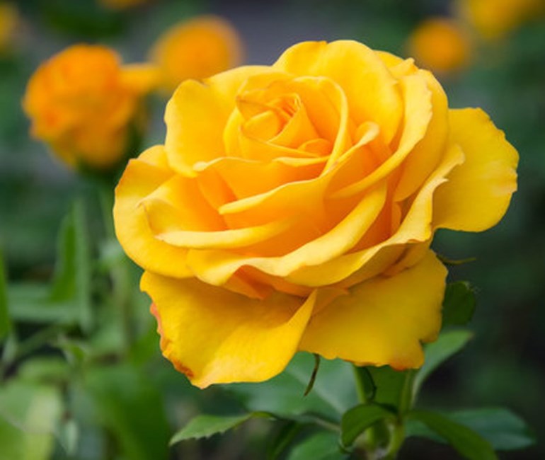 Avis de décès de Laura Agnes Griswold