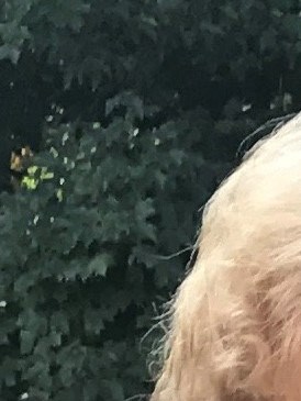 Aimee Voehringer Obituary Dayton, OH