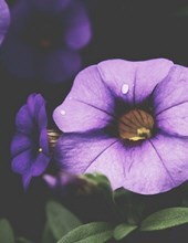 Avis de décès de Carol L. Keller