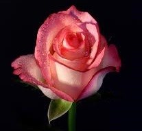 Obituary of Frances L Spencer